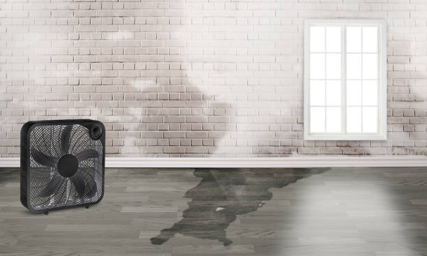 Best Commercial water damage restoration  in Jerome, IL